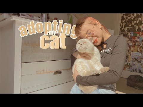 cat vlog | nhật kí làm sen : nhận nuôi bé mèo tròn ụ xinh iu🐱 | quá trình làm thân với bé mèo 3 tủi