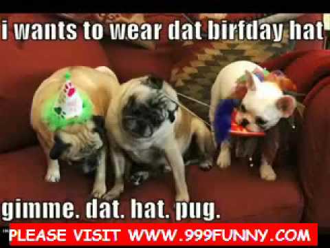Cats Dogs Singing Christmas Songs Youtube Cats Dogs Singing Christmas Songs Youtube