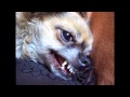 angry chihuahua