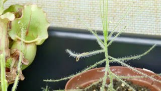 The Byblis Liniflora Taking On A Small Centipede
