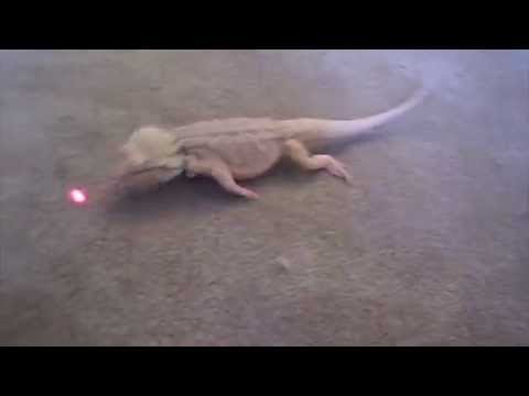 Bearded dragon chasing laser pen!
