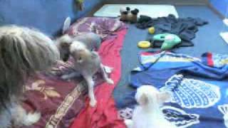 Yuzefa Dressed Aunt Visiting Chinese Crested Hairless Boys A