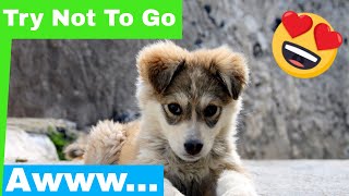Cute Puppy Compilation 2019 - Try Not To Go Awww