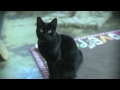sfspca