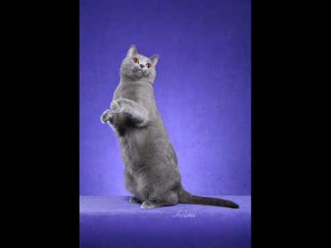 Chartreux Cat - an