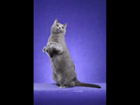 Chartreux Cat - an