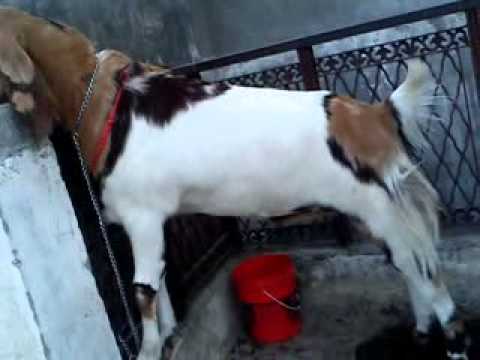 danish ka bakra from meerut