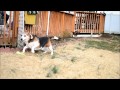 Видео Playing with the dog (Glidecam HD-2000 with Nikon D3100 and Nikkor 35mm)