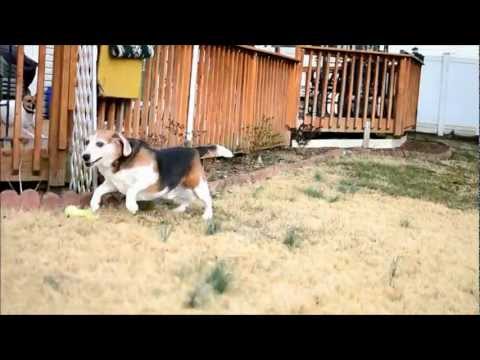 Playing with the dog (Glidecam HD-2000 with Nikon D3100 and Nikkor 35mm)