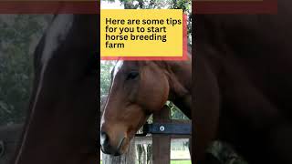 Wanna Start A Horse Breeding Farm