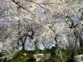 山形県 烏帽子山公園の桜 (ペットと旅行・観光)