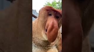Have You Ever Seen The Nose Like This?