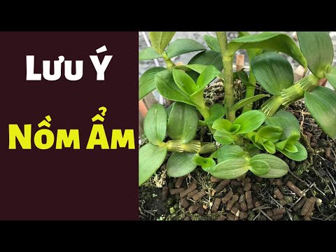 Lưu Ý Chăm Mầm Gốc Lan Var Mùa Nồm Ẩm | Đức Hoa Lan