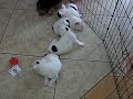 French bulldog, puppies for sale, miami. 305-262-7310. www