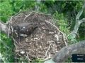NCTC Eagle Family - June 17 521 pm - Dad delivers another fish
