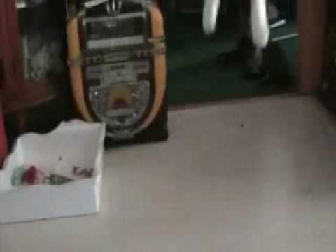 Cat Leaping.. Ninja!