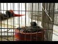 Pajaros de chile (diuca ) de canto y silvo, crianza animal v/s la humana, Luis Vergara
