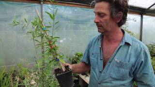 Kiffe le Goji (Lycium Barbarum)