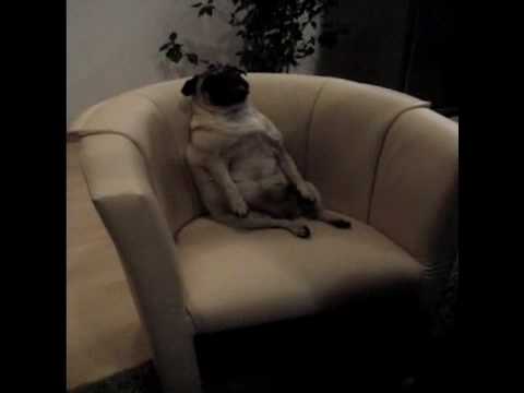 funny pug pictures. Very funny Pug !