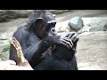 zoo
