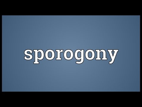 Header of sporogony