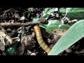 Praying Mantis - EPIC Hunting Compilation