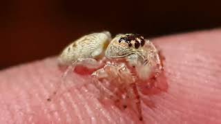 Salticidae 1