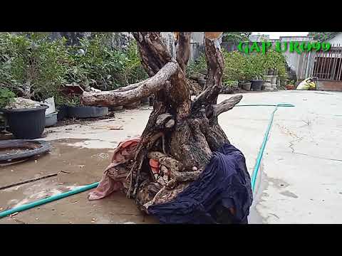 TUTORIAL PENANAMAN DANGKEL SANTIGI