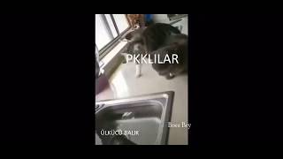 Pkk Lı Kedilere Ülkücü Balıktan Miss Gibi Dayak