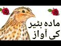 kirk volume 2 | madi batair ki awaz | female quail calling