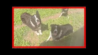 Niedliche Border Collies lieben den Wasserschlauch!