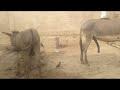 Donkey meeting with female donkey