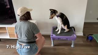 Meimei Swans Song Of The Forest Trick Dog Novice Akc, Tkn Smooth Collie, 5 Months Old