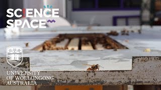 MILLIONS OF BEES! | Science Space Behind the Scenes