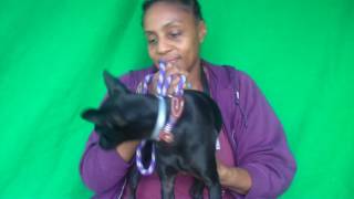 A5044457 Mozart Chihuahuapatterdale Terrier