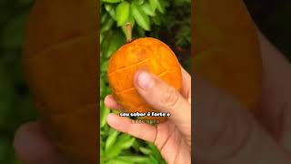 Canistel Sapota Amarela