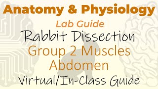 Rabbit Dissection - Group 2 Muscles - Abdomen