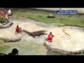 Crocodile bites down onto trainer's head