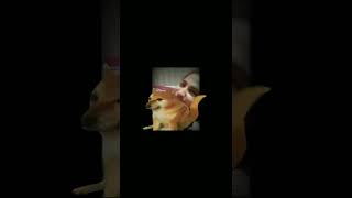 Yaar Tissue Lelo Yaar Pagal Tissue Lelo Yaar Viral Video On Social Media
