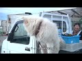 わさお!ブサかわいい犬!秋田犬『わさお』!