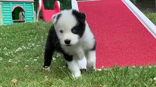 Chiots Laïka de Iakoutie