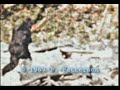 bigfoot patterson