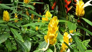#5527, Flor amarilla de forma alargada [Raw], Plantas y naturaleza