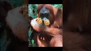 Orangutan Eats Pineapple Chunk.