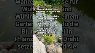 Blumenzwiebeln – Eine Delikatesse Für Wühlmäuse! #Garten #Gartentipps #Gartenarbeit #Gemüsegarten