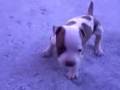 cachorros american stanford