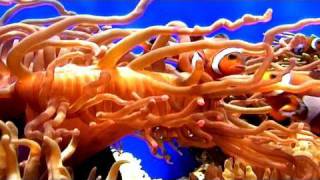 Relaxing Music Therapy - Relaxing Nature Scenes - Piano Rain Relaxing Music - Nature Scenes