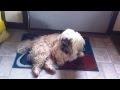 Canine Auto Fellatio (WARNING : Hilariously Disgusting)