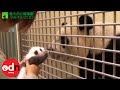 Panda cub meets mother in emotional first encounter since birth