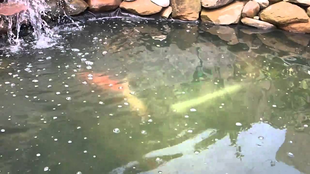TURTLE / KOI FISH POND YouTube